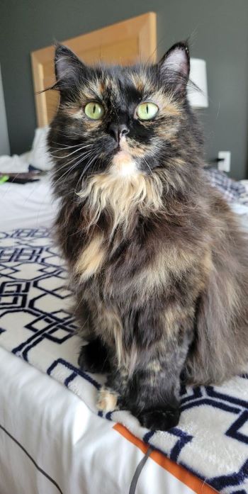 picture of my cat, nova